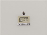 藏品(鞘翅目(2))的圖片